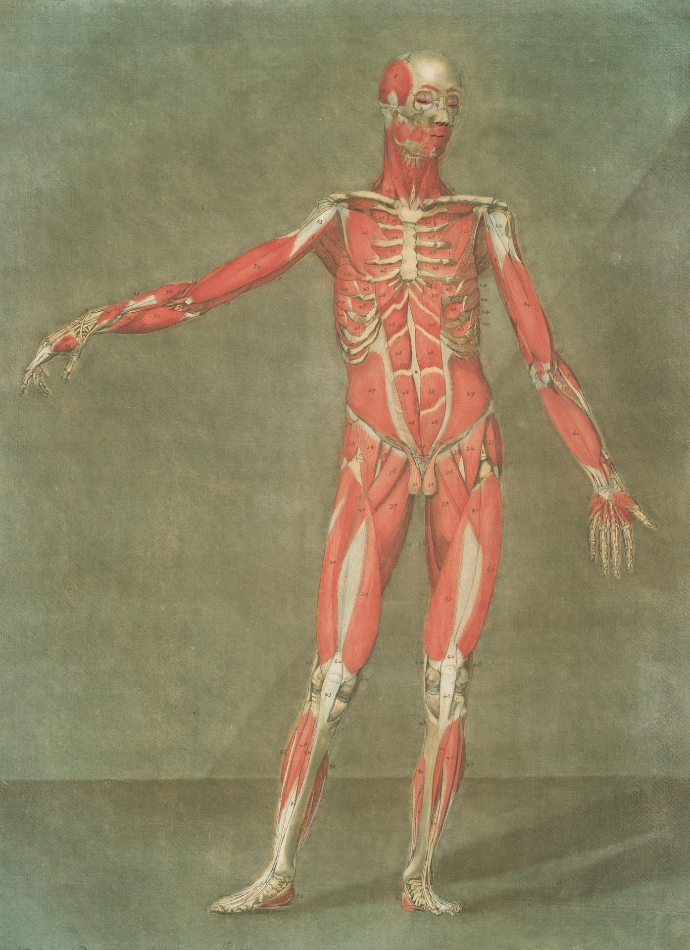 An anatomical drawing of the human muscular system